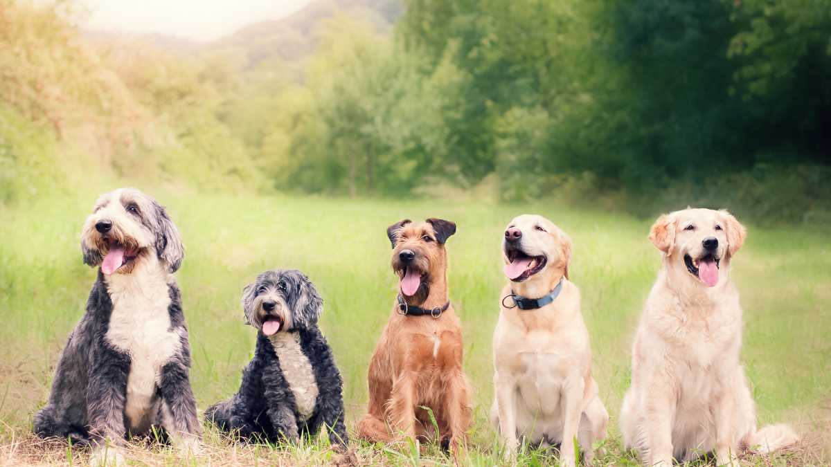 Alloggi pet-friendly a Vieste: le strutture migliori per animali